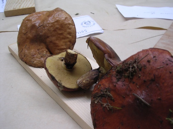 SUILLUS BOVINUS